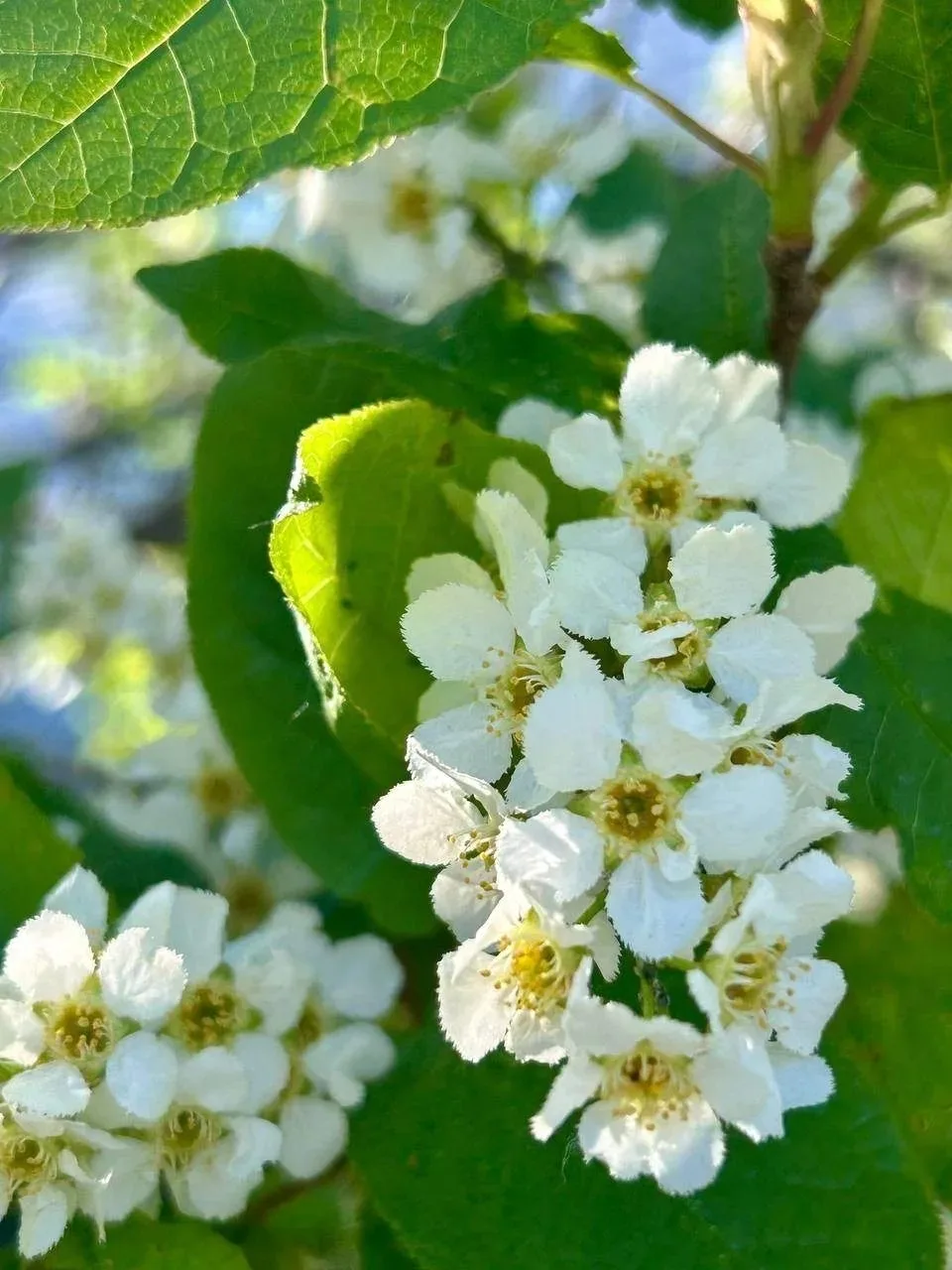 Лето на Ямале 🌼