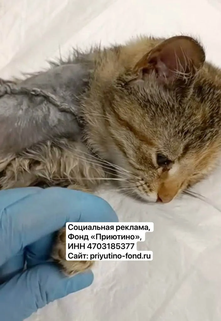 Она пряталась с травмой целую неделю. Очень боялась людей.