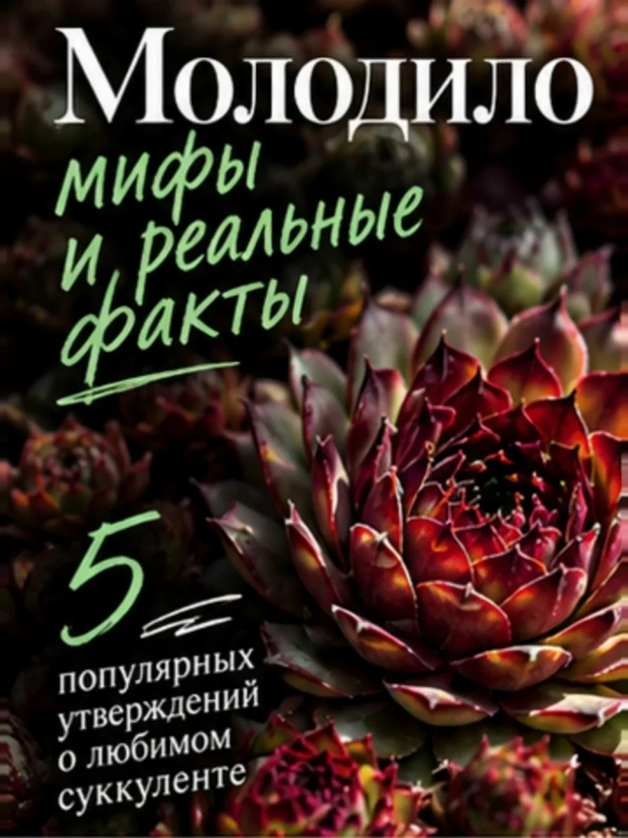 Кажется, что про молодило всё понятно: посадил — и забыл 😁 Но даже вокруг этого неприх...