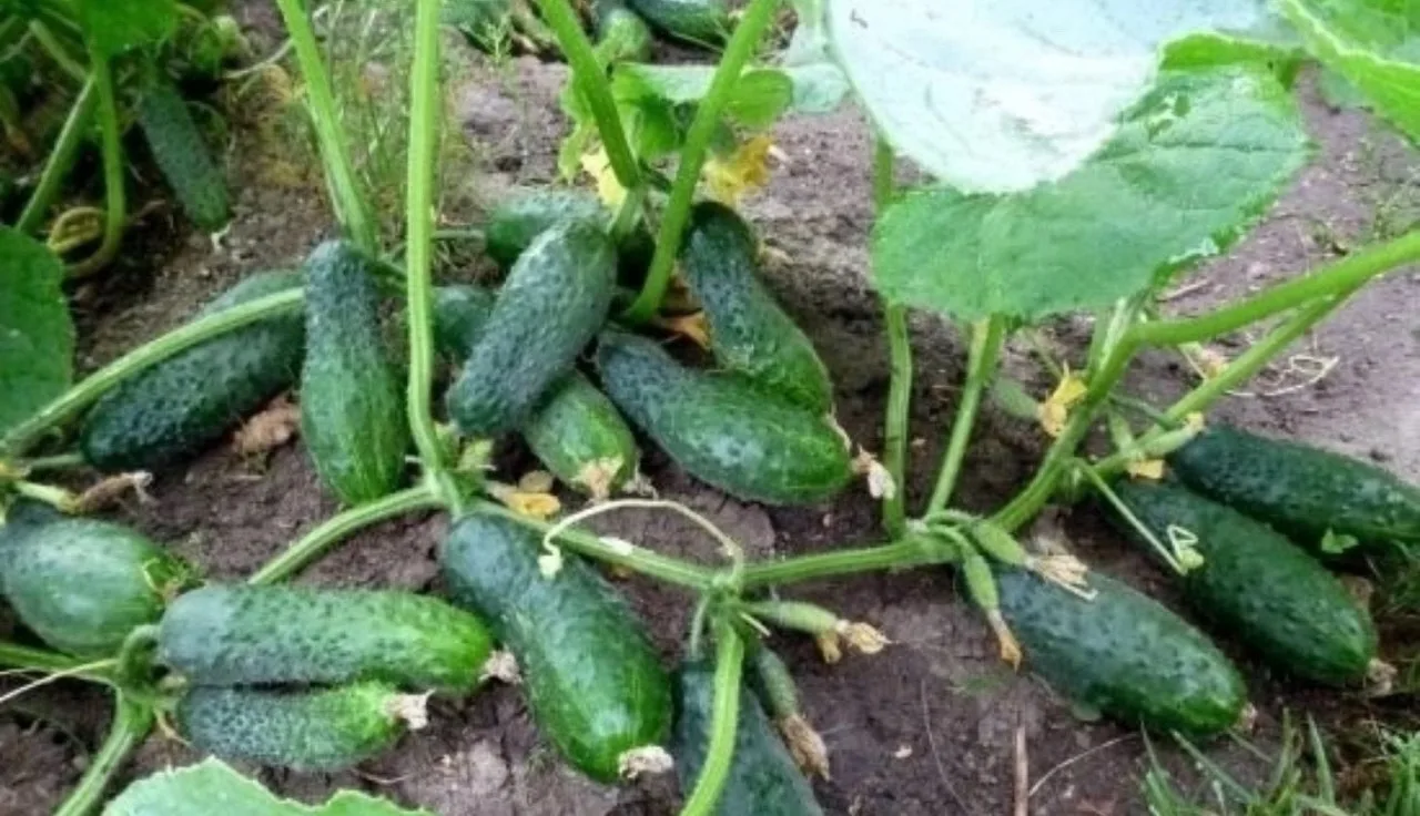 Зола для огурцов🥒