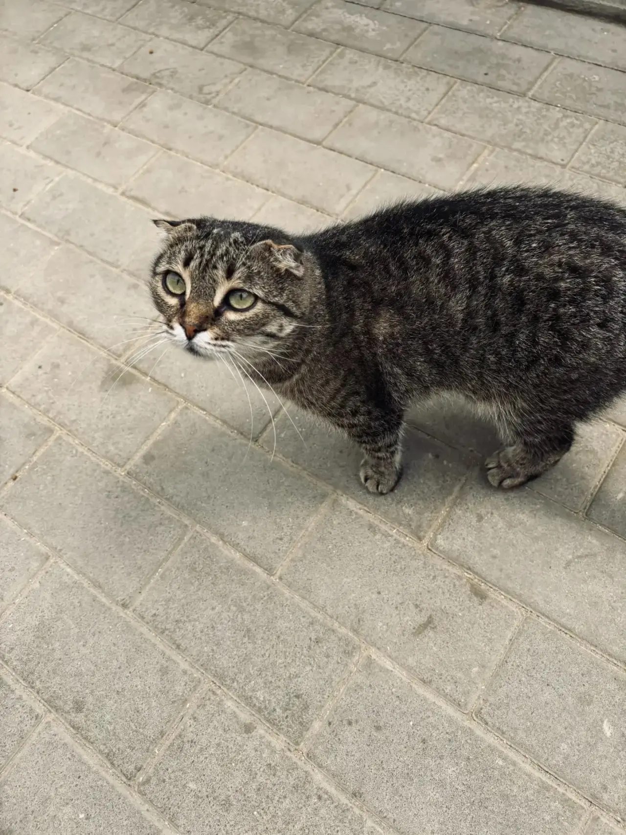 🐾 Тайра. Молодая кошечка.