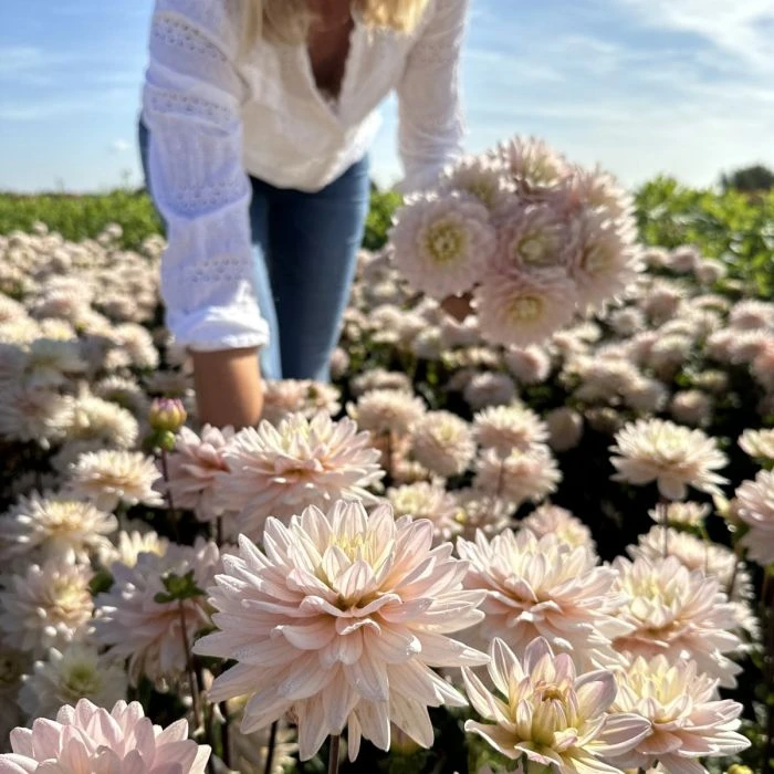Красота в лепестках 🌺🌱☀️