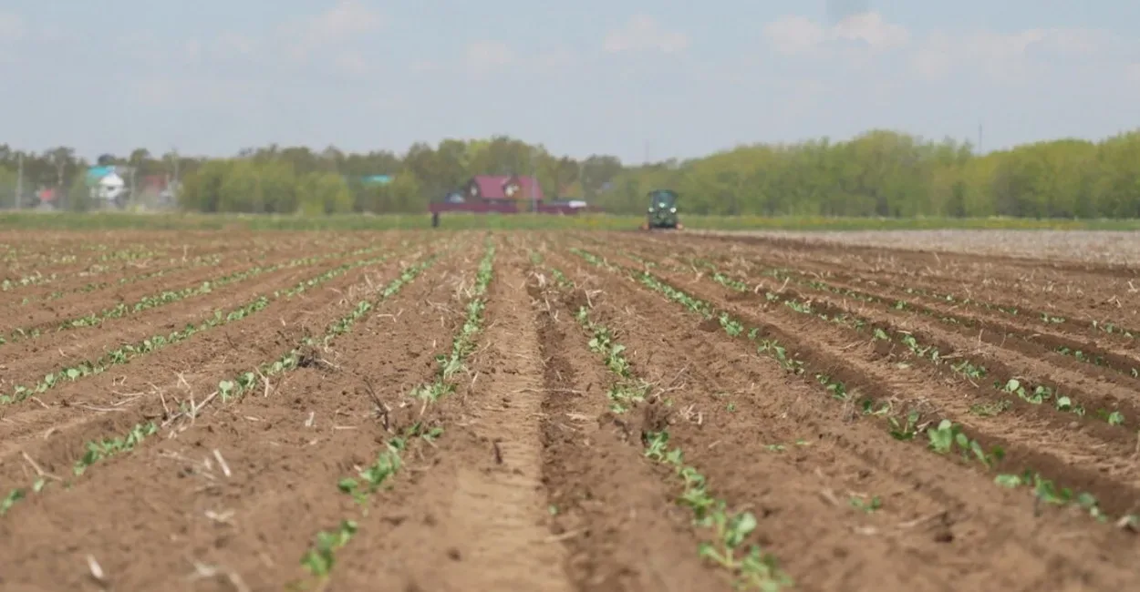 Камчатские фермеры борются за урожай в условиях переменчивой погоды

🚜 Сельхозпредприятия Камчатки,