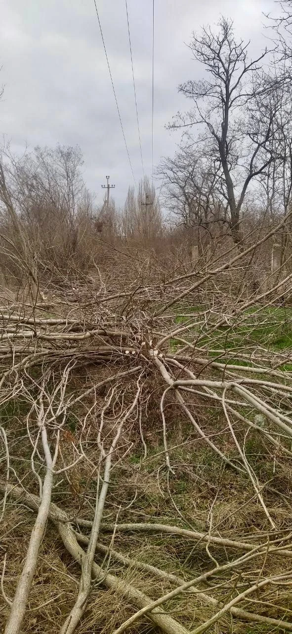 🌳 Акимовский и Розовский районы — профилактика сетей  В Акимовском районе энергетики «Запорожьеэнерг