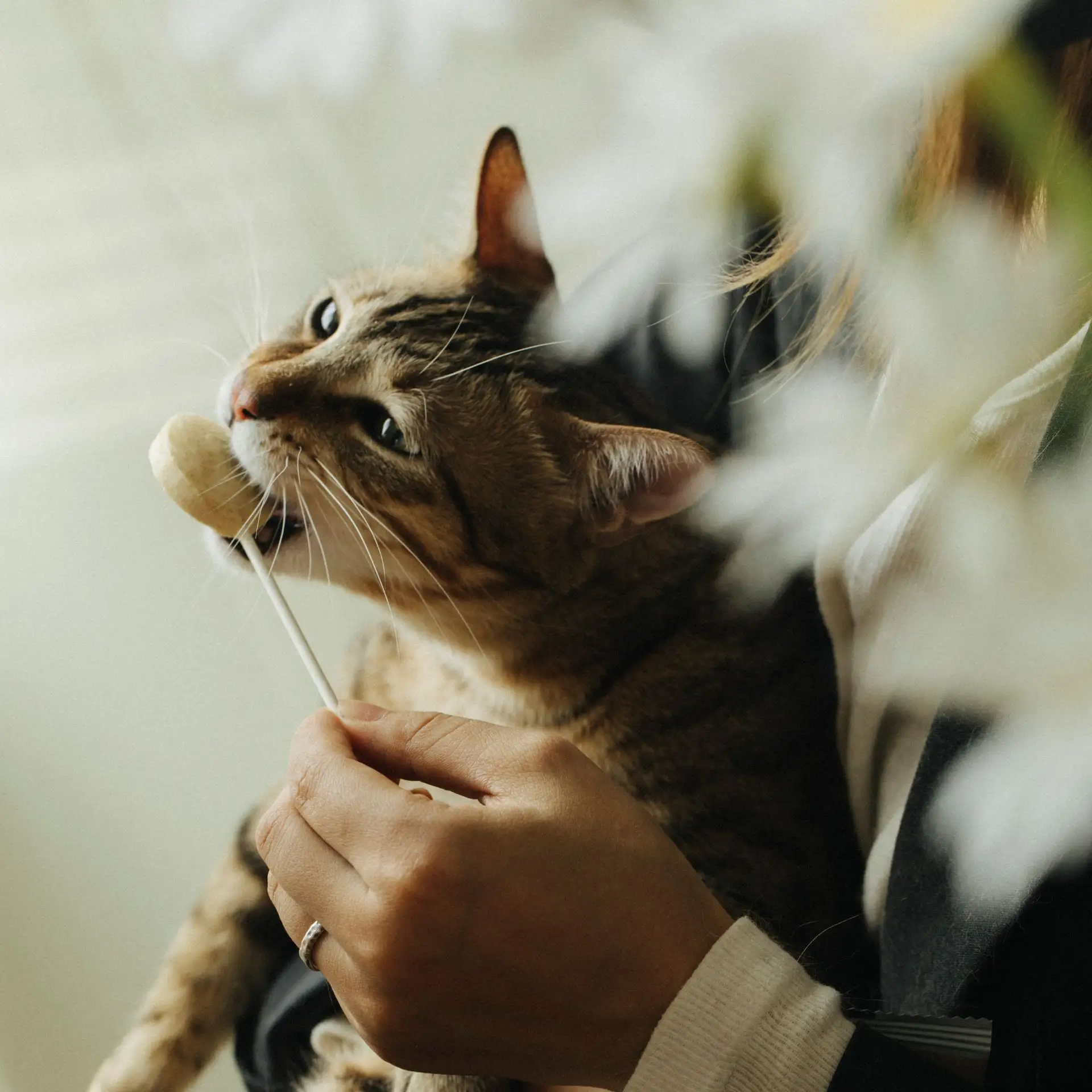 Пройдите опрос «Любимое лакомство вашей кошки»🐱