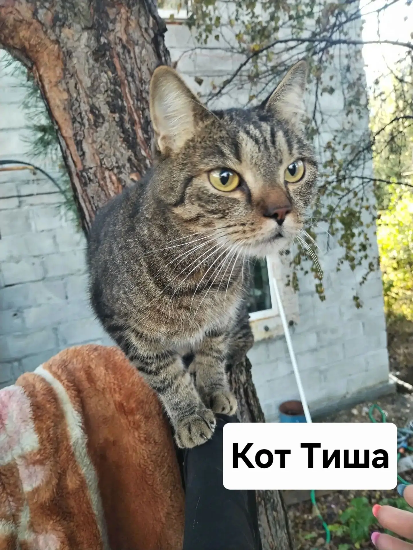🐈 2 кошки и кот в поисках дома, примерный возраст 1 год