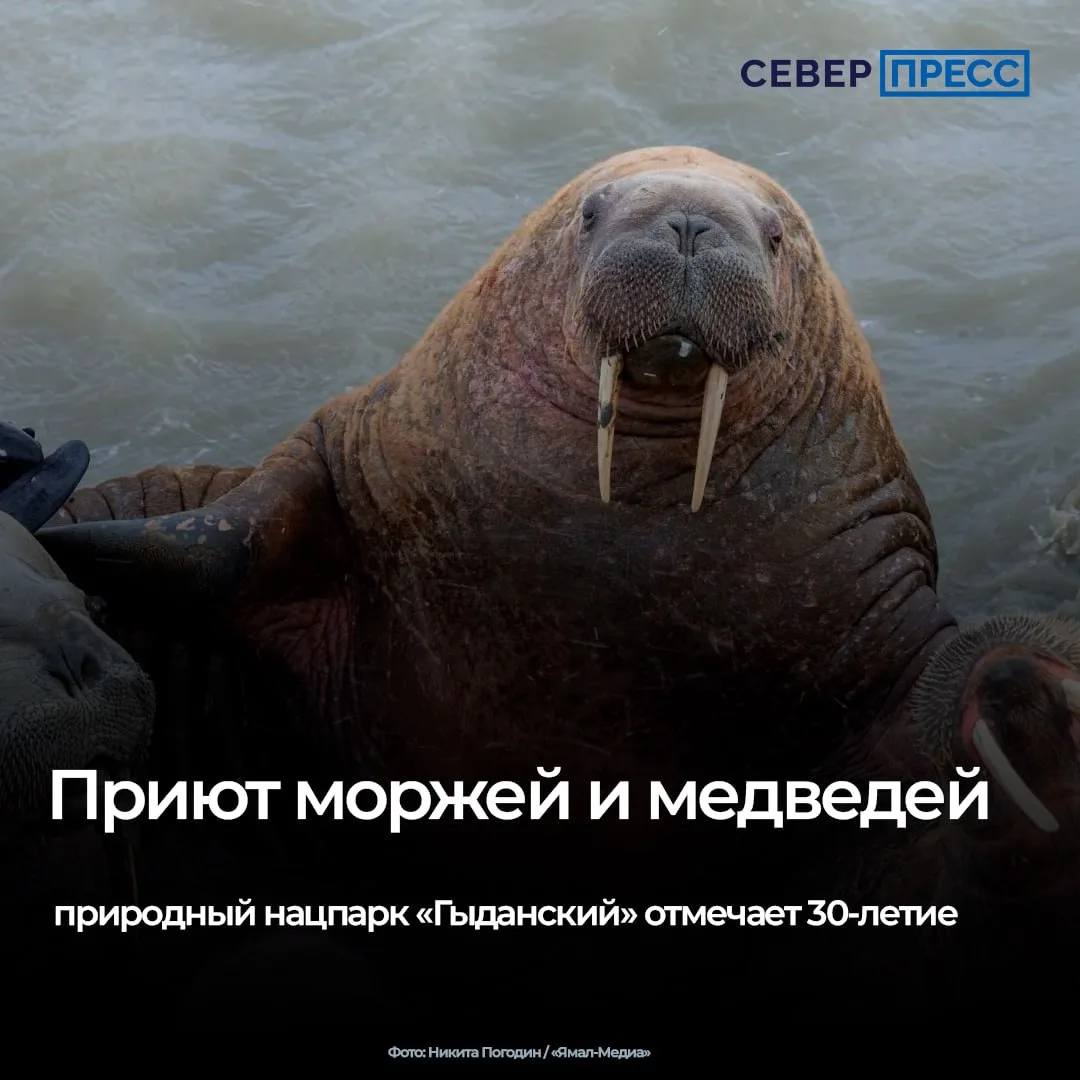 Национальный парк «Гыданский» 7 октября отмечает 30-летие со дня основания. Он является...