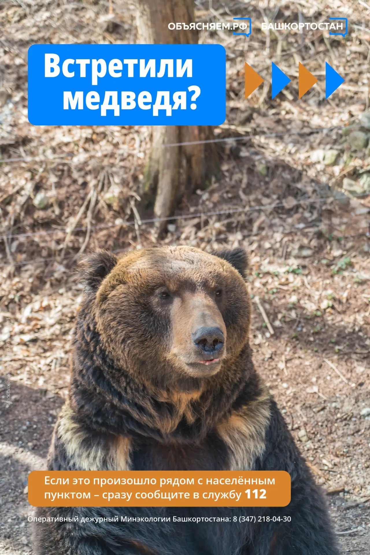 🐻 Встретить медведя можно не только в лесу