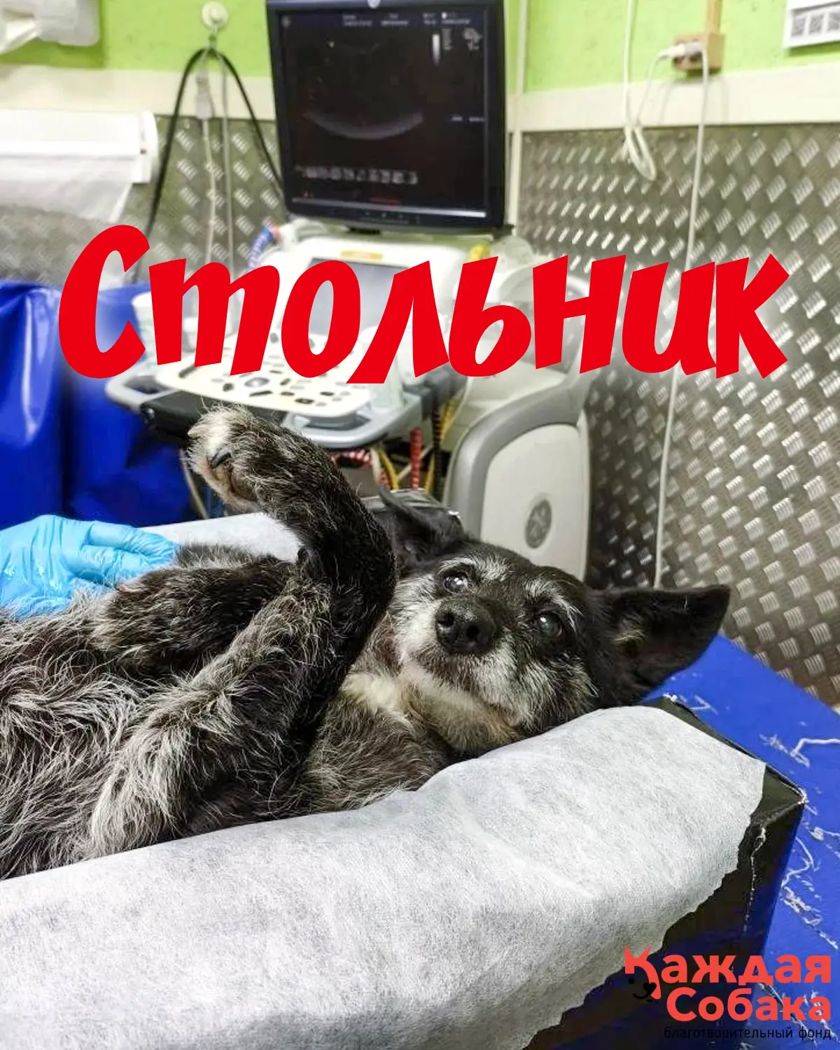 ❗️Собираем деньги на хлеб насущный! 🐾