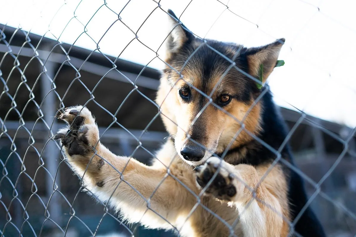 🐕 Закупиться подарками и помочь собачьему приюту: в выходные в Калининграде пройдёт бл...