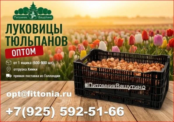 🌷 Питомник Вашутино предлагает прямую поставку луковиц из Голландии — только отборный,...