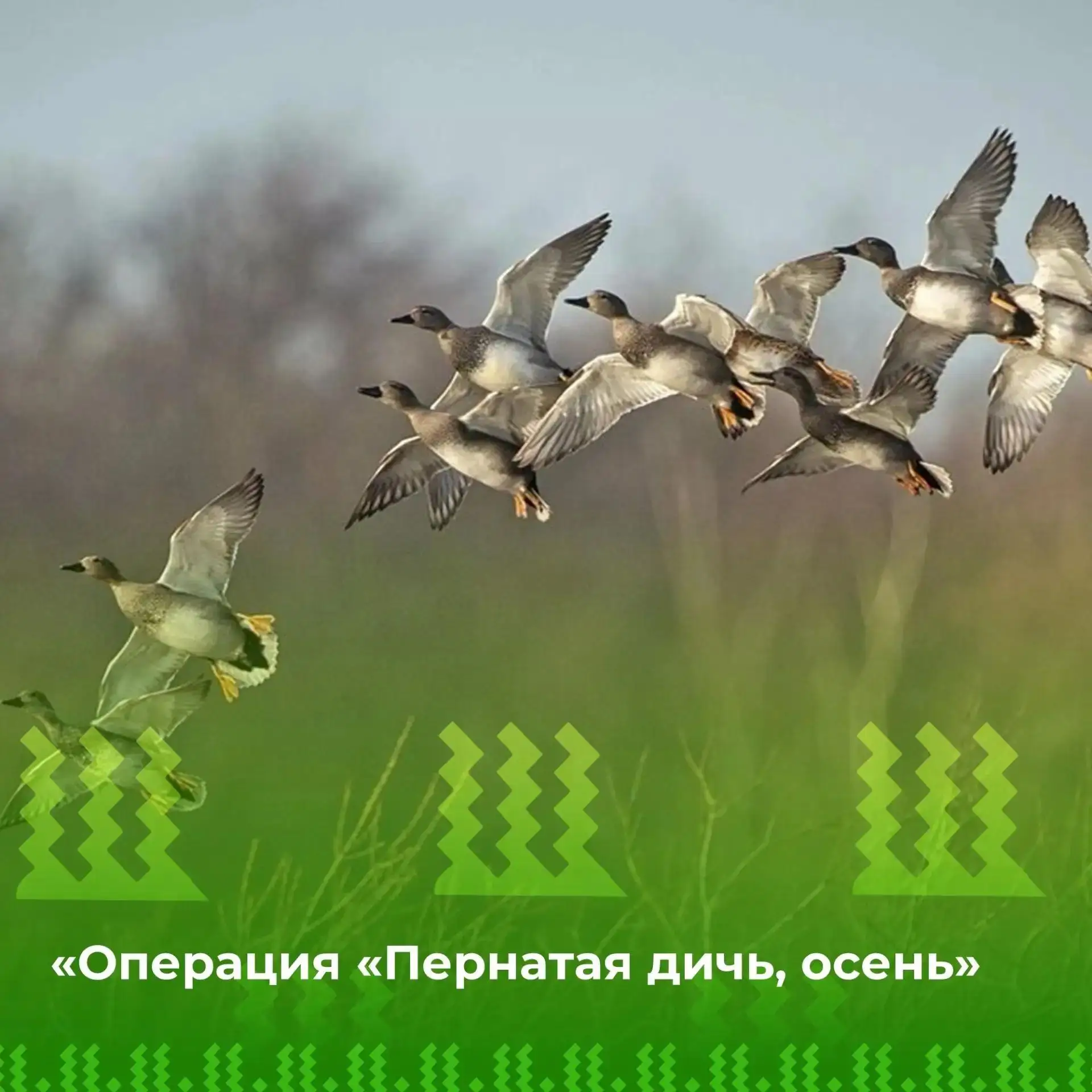 🦆🍂 Операция «Пернатая дичь, осень» стартует в Югре с 28 августа 2026 года!