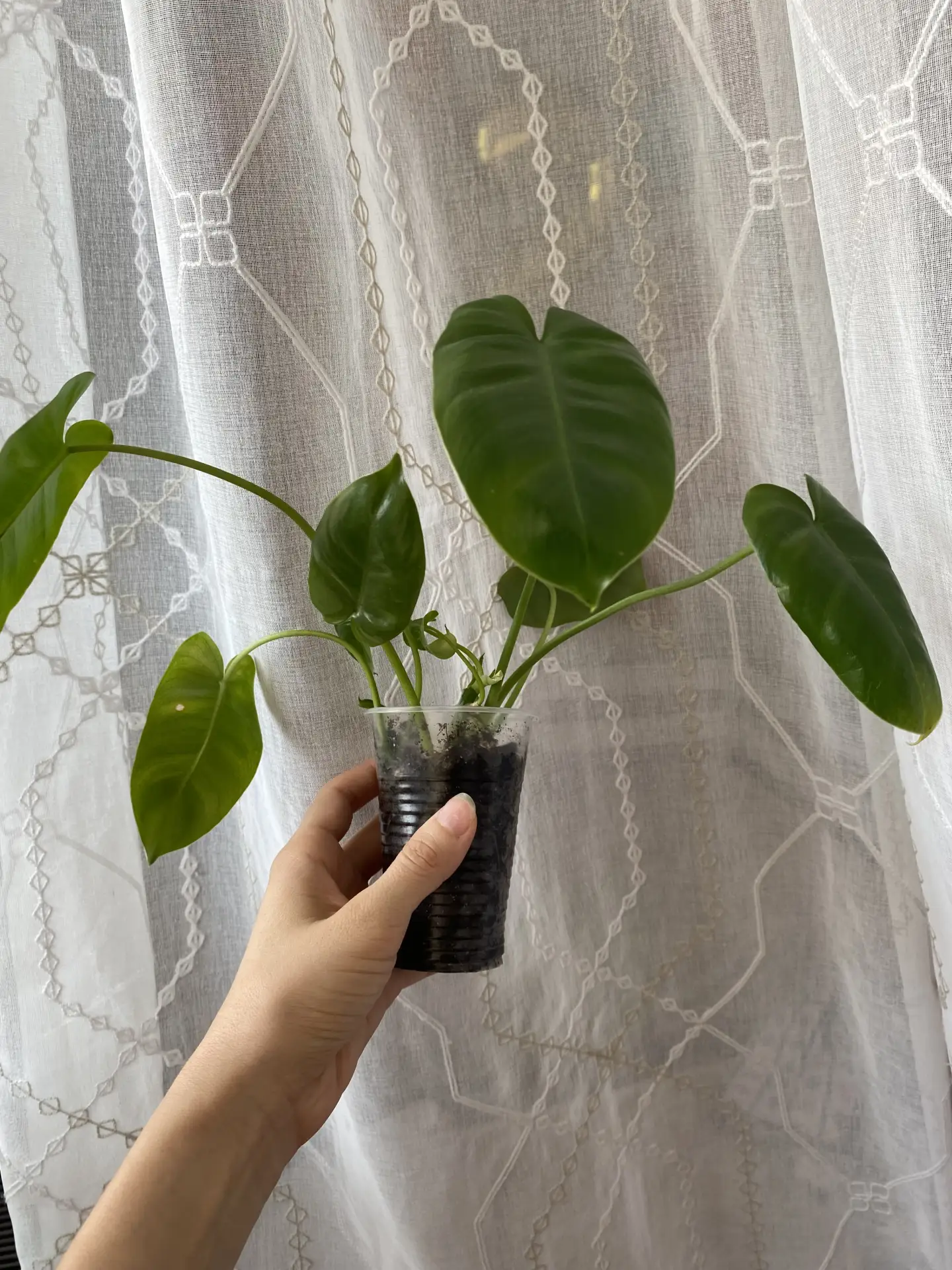Продам или обменяю на другое растение филодендрон Бурле Макс.