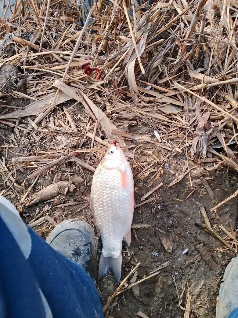 Рыбалка хутор Верхний, на червячка🪱 Место — канал за продуктовым магазином.🐠  Рыбалка в Краснодарско