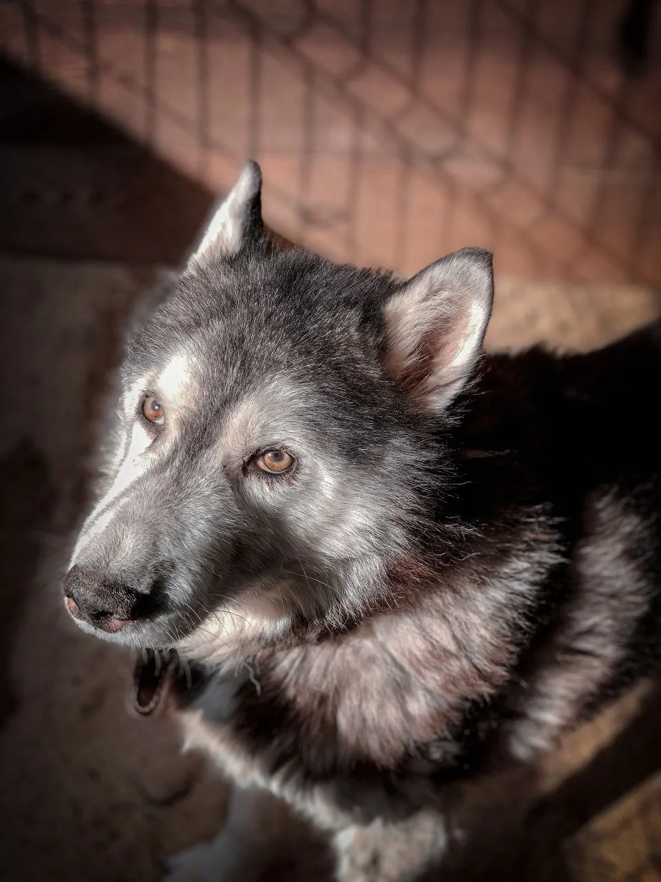 Сегодня наш Арис ушел на радугу. 😔Он был с нами 6 лет.
