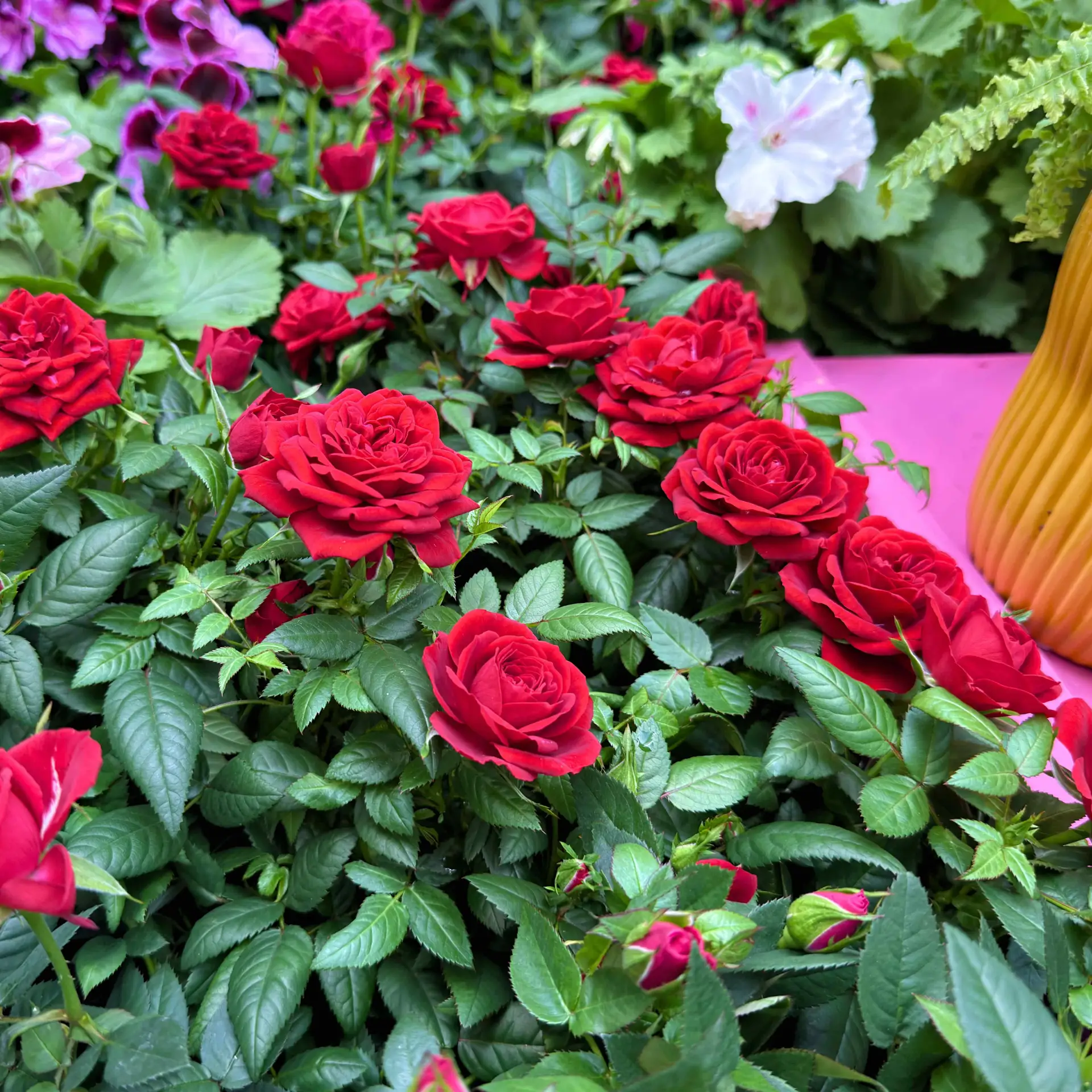 Невтерпеж: купили розы сейчас? Что с ними делать? 🌹  Сдержать себя в порыве покупки весной роз – зад
