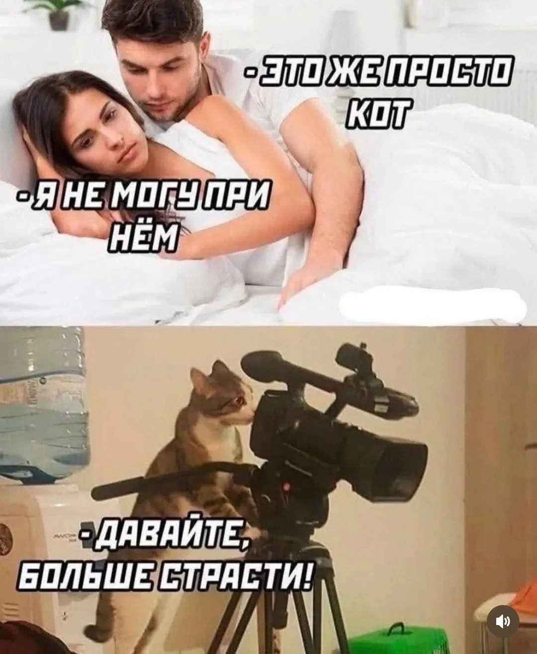 Просто кот
