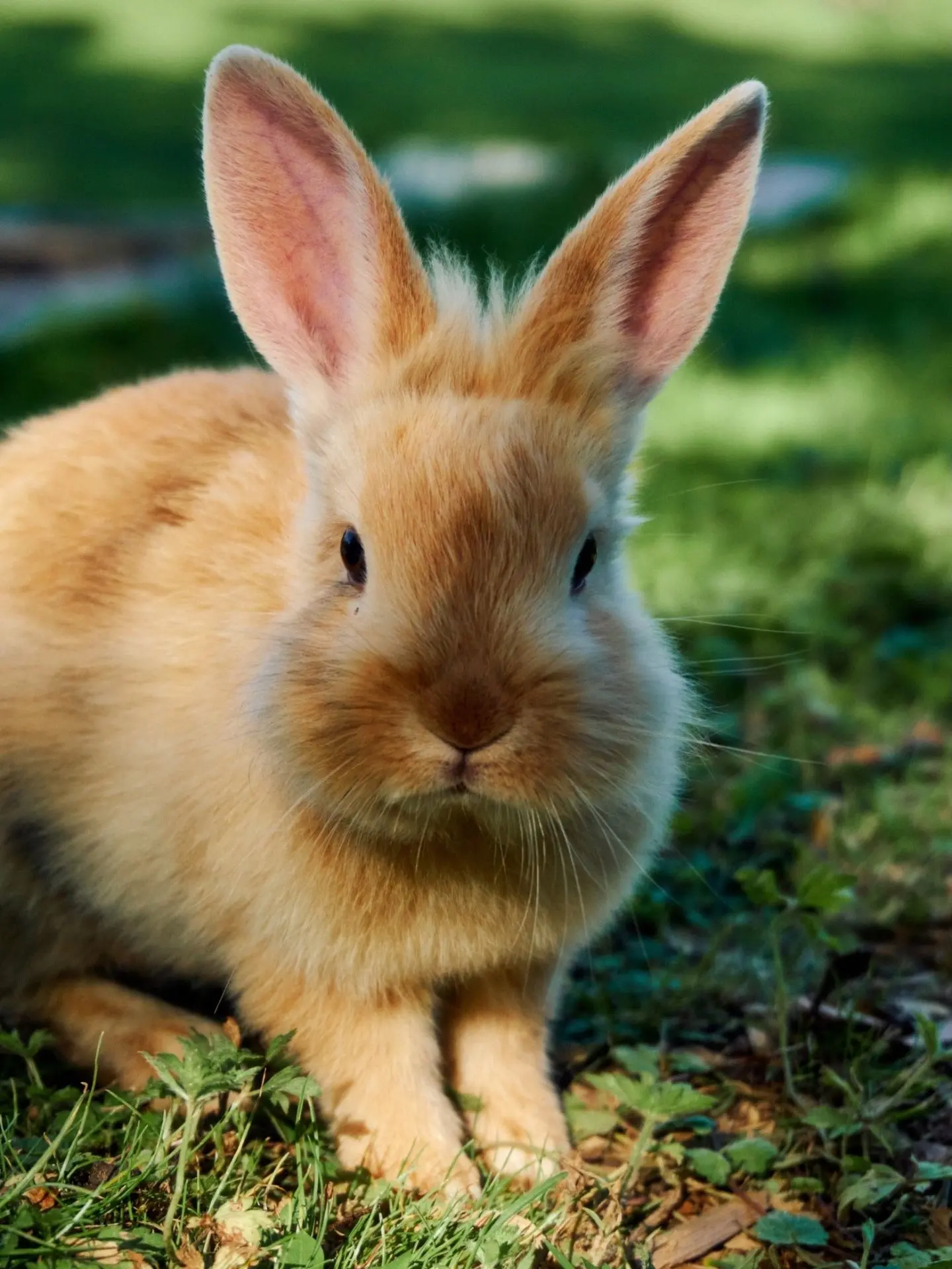 🐇 Колония милых кроликов