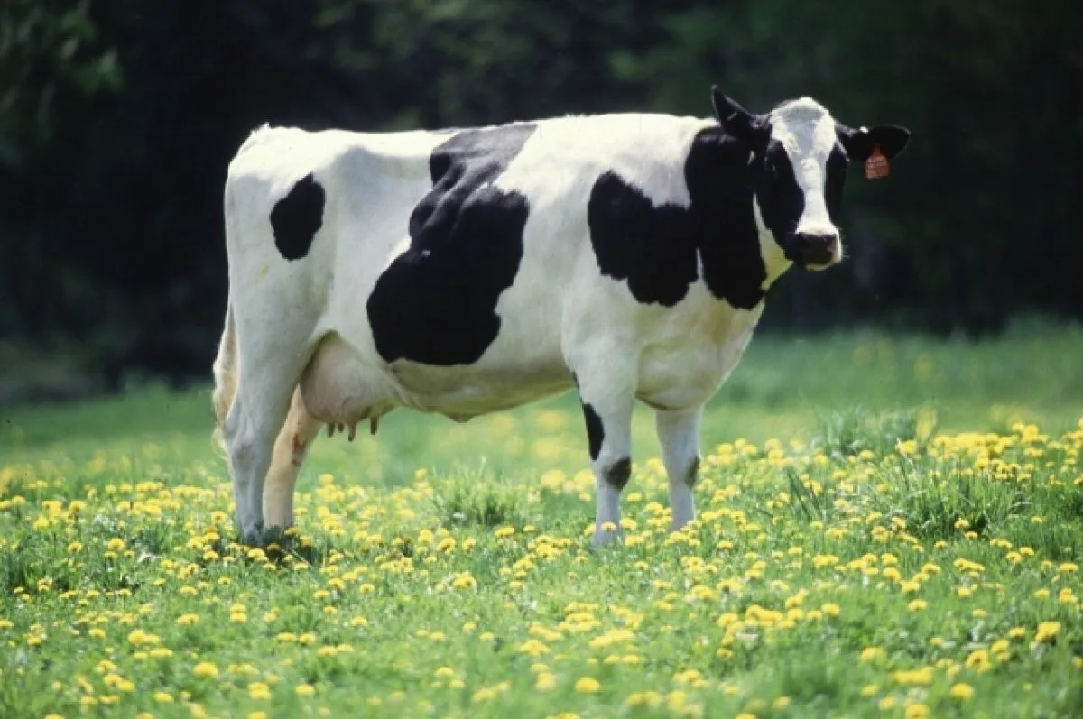 🐄 Ветеринарные правила хотят продлить до 2033 года