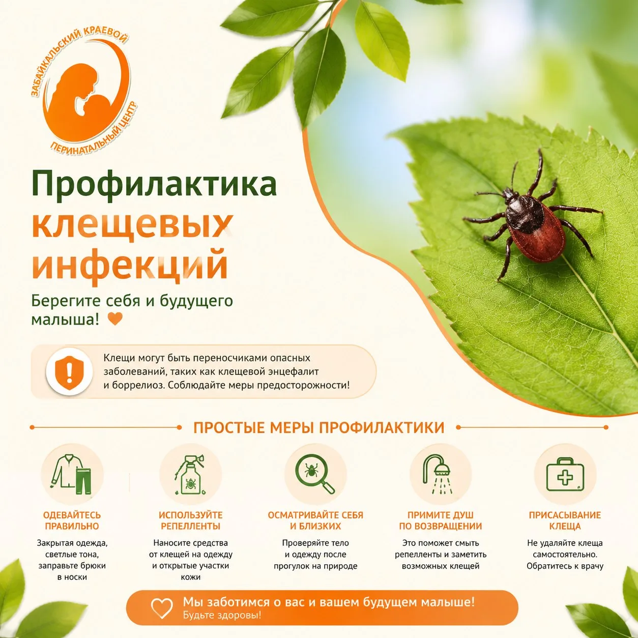 🌿 Профилактика клещевых инфекций: важная информация для будущих мам и семей с малышами
