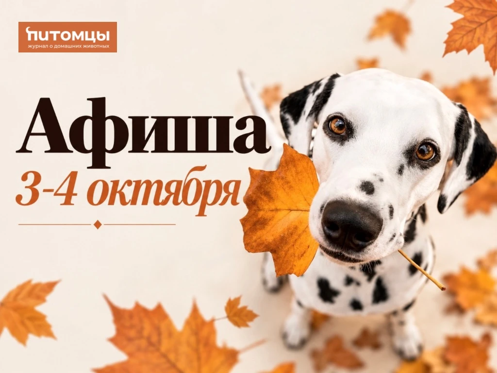 🐶Куда сходить 3–4 октября?