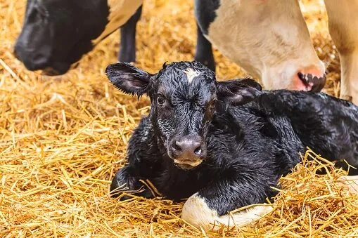 Искусственное осеменение открывает путь к здоровому и продуктивному стаду! Вот ключевые...
