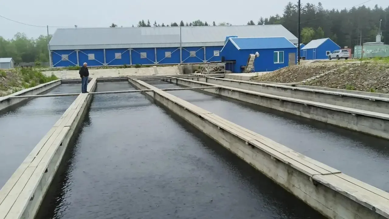 🐟 Около 10 миллионов мальков кеты отправились в большое плавание с реки Горянка

 Мальки прошли пол
