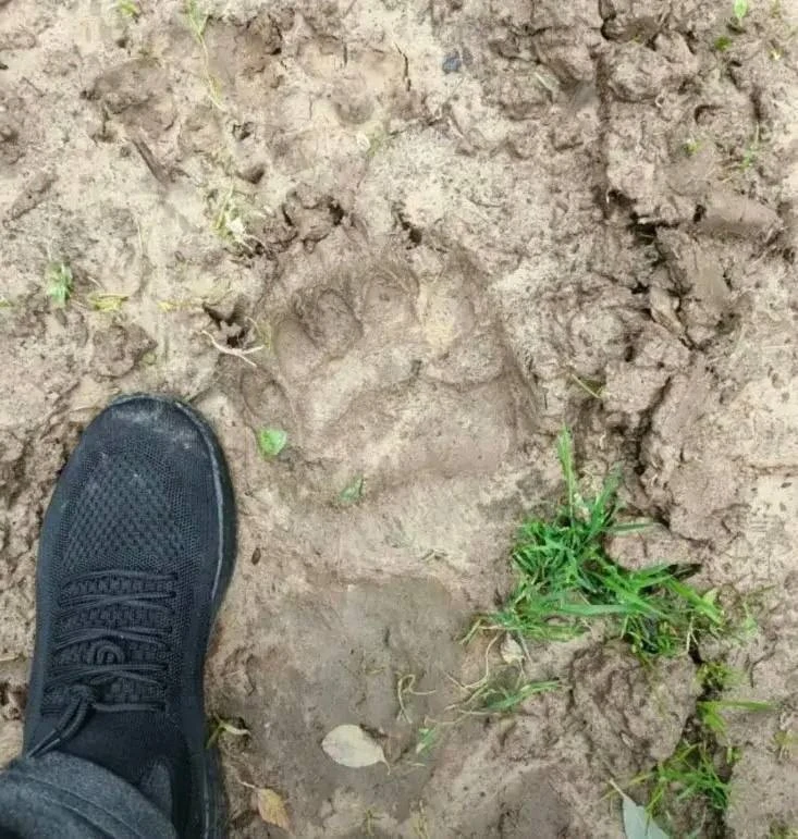 Медведи всё чаще выходят к людям в Тверской области.