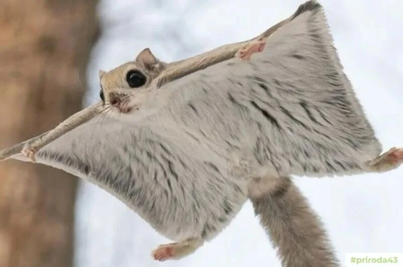 🐿️ Белка-летяга