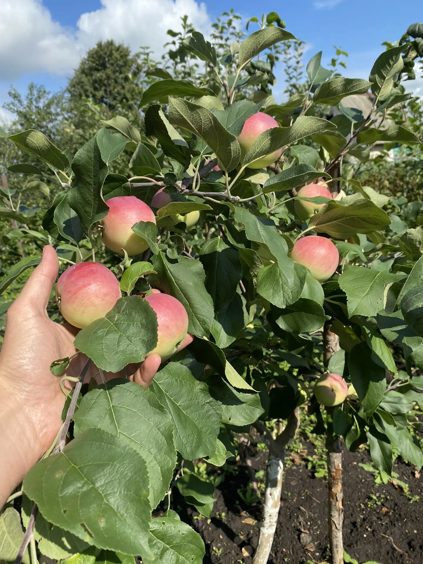 🍎 Одно яблоко в день — и врач не нужен?