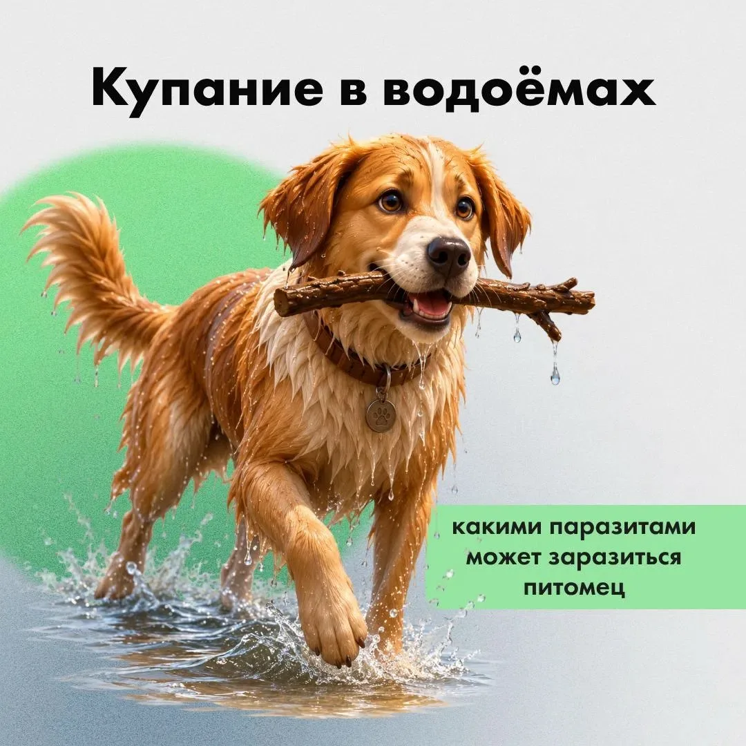 🏖 Купание в водоёмах: какими паразитами может заразиться питомец