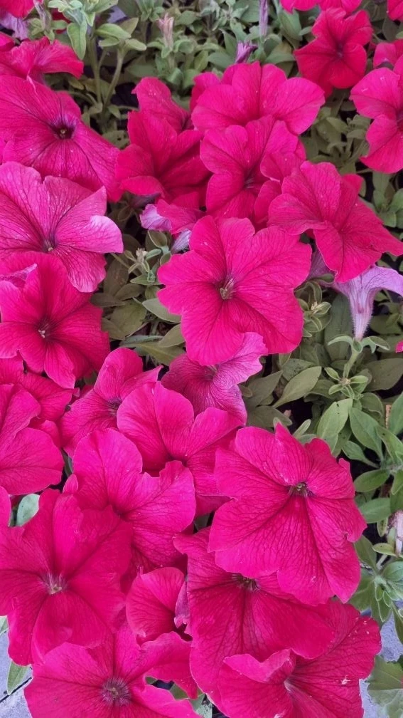 🌸Кульминацией этой недели стала посадка цветов 🌱. В этом году задумка очень необычная...
