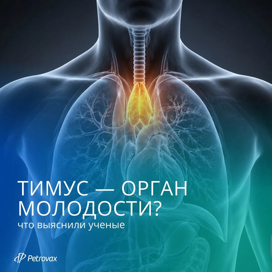 Тимус или вилочковая железа — небольшой орган в форме бабочки, который находится за гру...