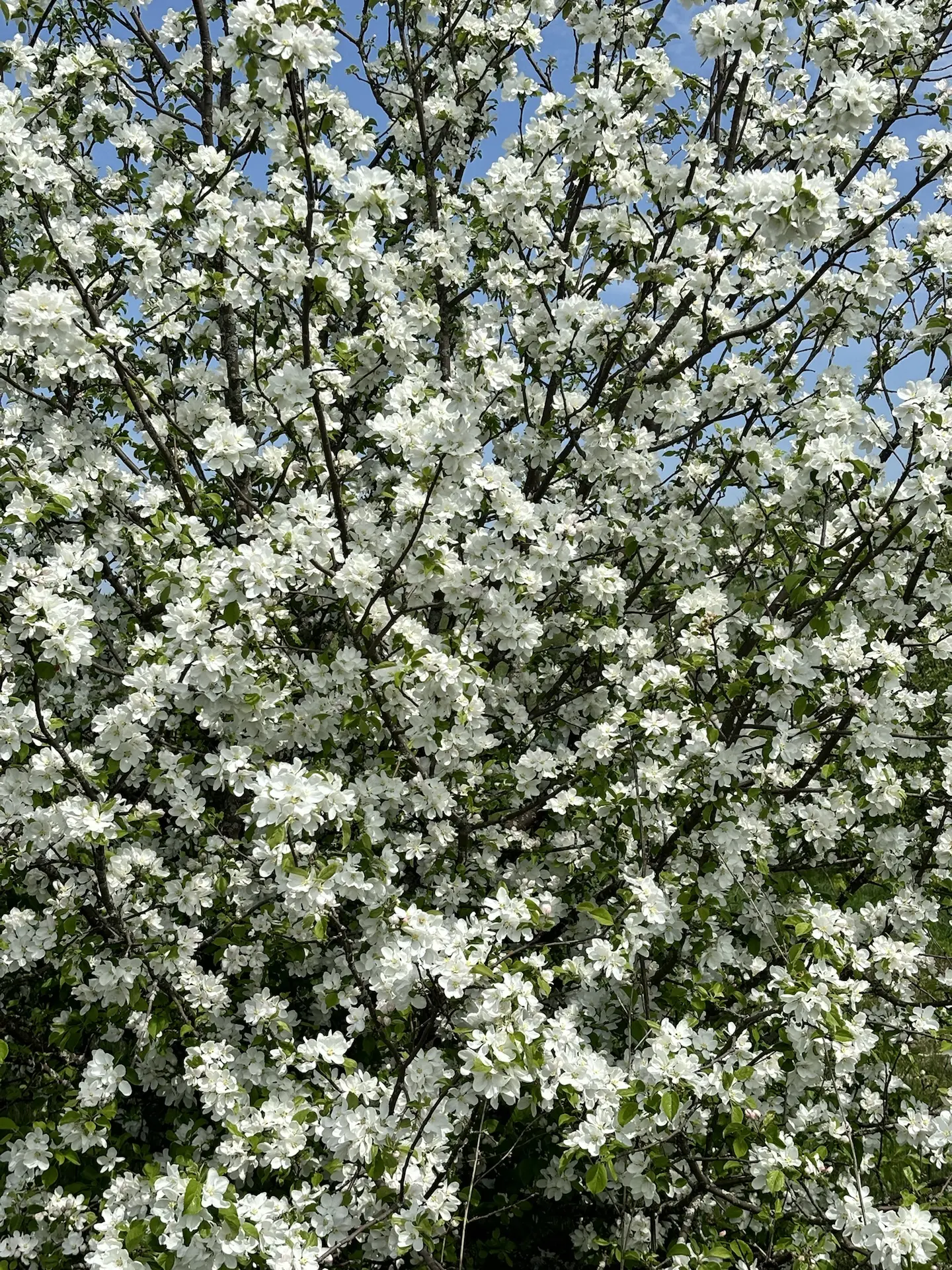 Не проходите мимо красоты🌸  Хорошей недели, Новомосковск 💕