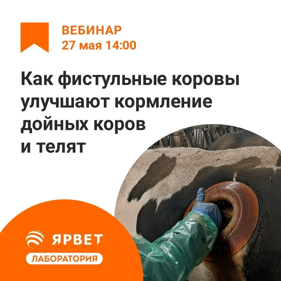 ⭐️ Вебинар: Как наши фистульные коровы улучшают кормление телят и дойных коров