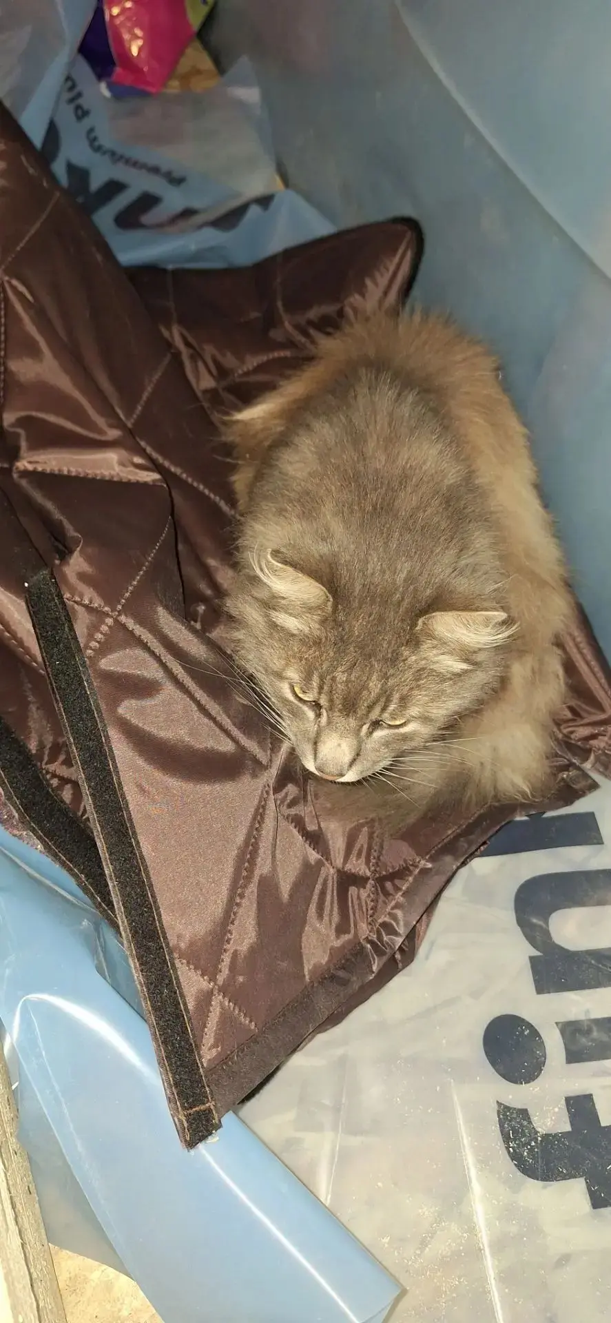 Коту уже 16 лет — солидный возраст! Всю жизнь он был самым воспитанным питомцем и никог...