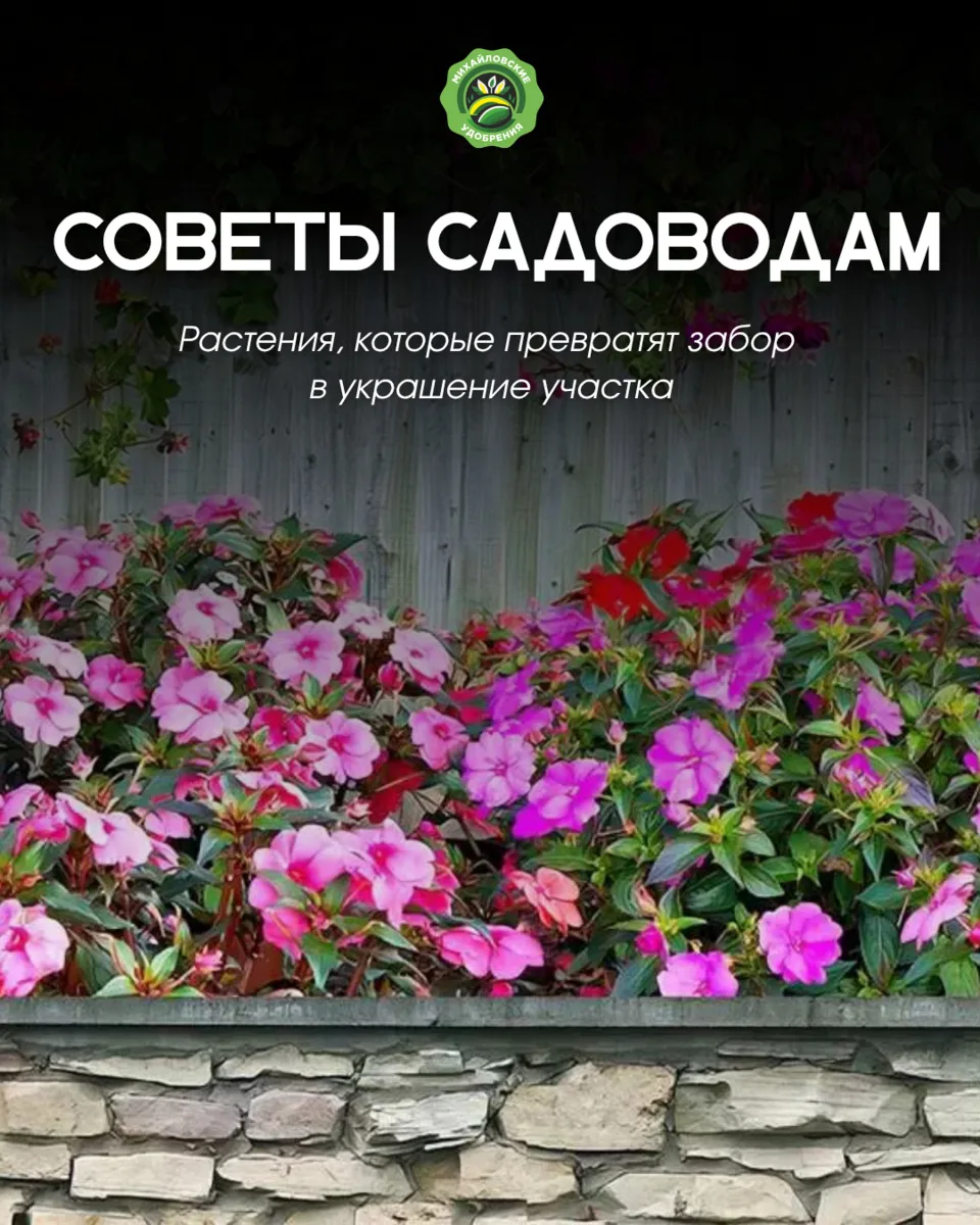 🌿 Хотите сделать забор настоящим украшением сада? Тогда обратите внимание на вьющиеся растения — он