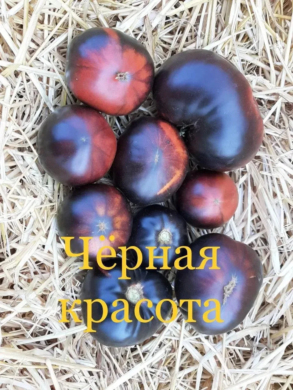 Про томат