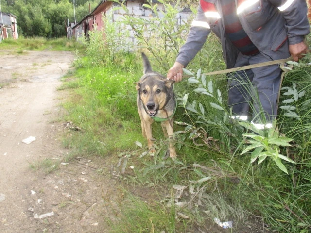 Отловлена собака🐕