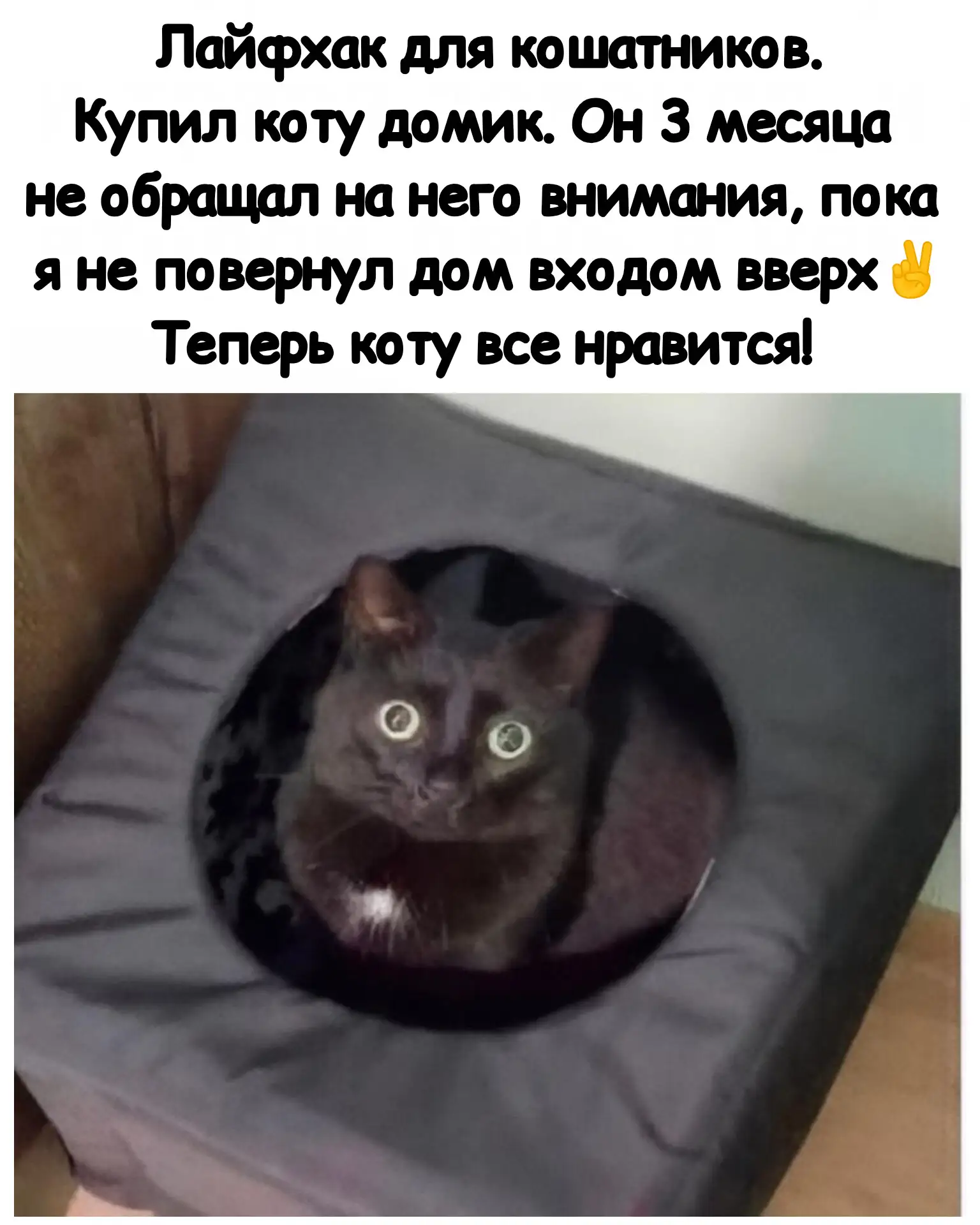 Как занять кота :)