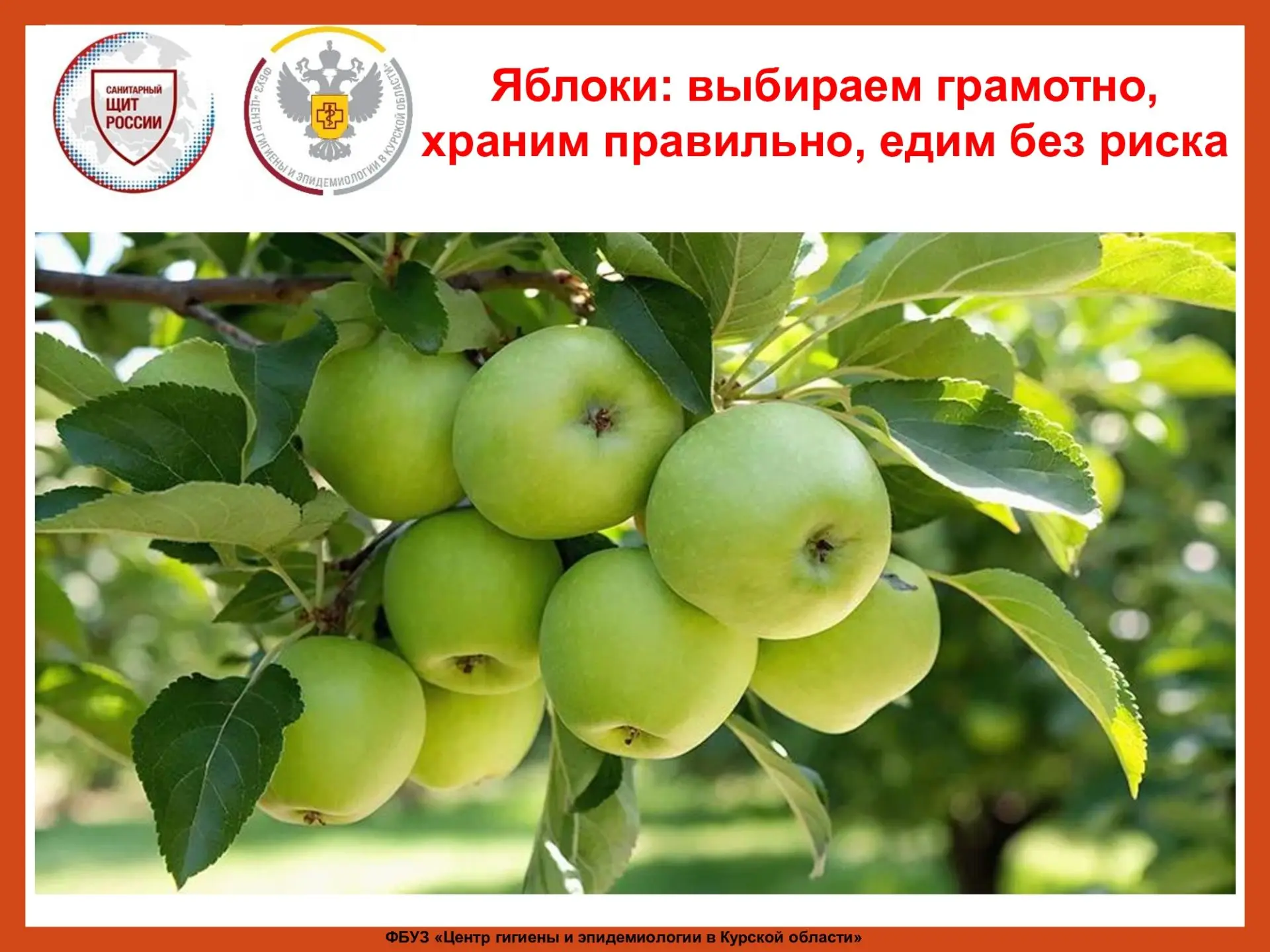 Самым популярным фруктом в рационе детей и взрослых является яблоко 🍏 , которое выделя...