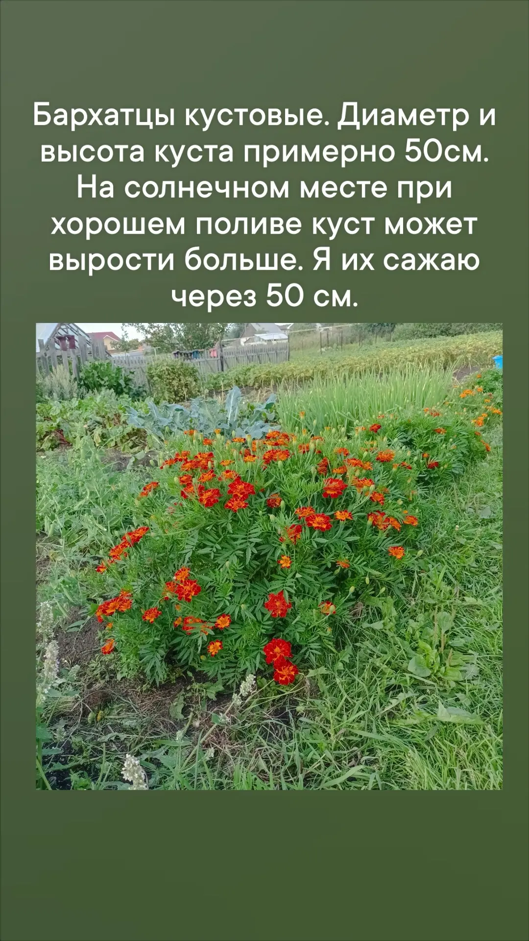 Осталось 10 кустиков, могу продать.