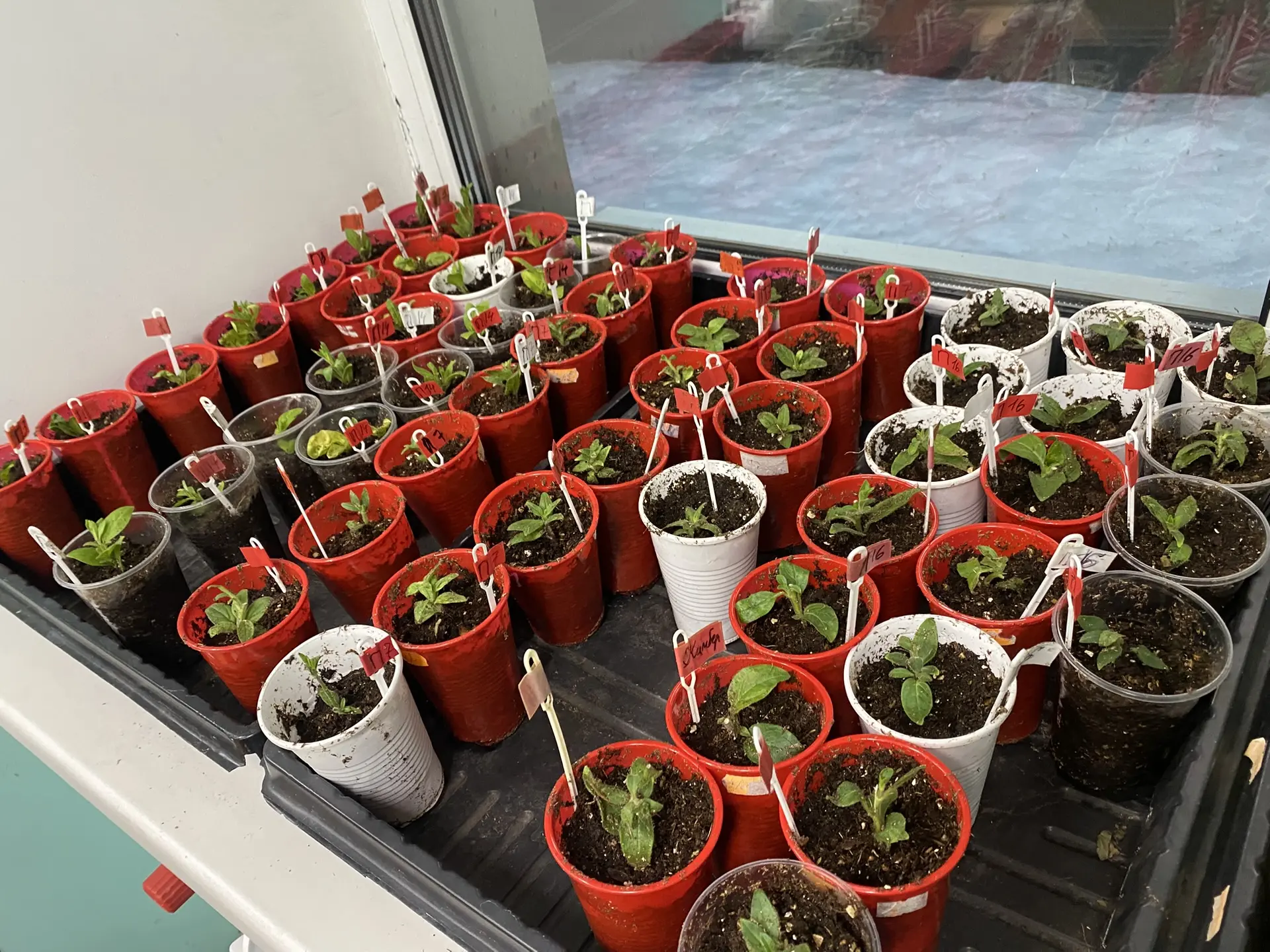 🌱✨ Первые результаты черенкования петунии — уже есть корешки! 🌱✨