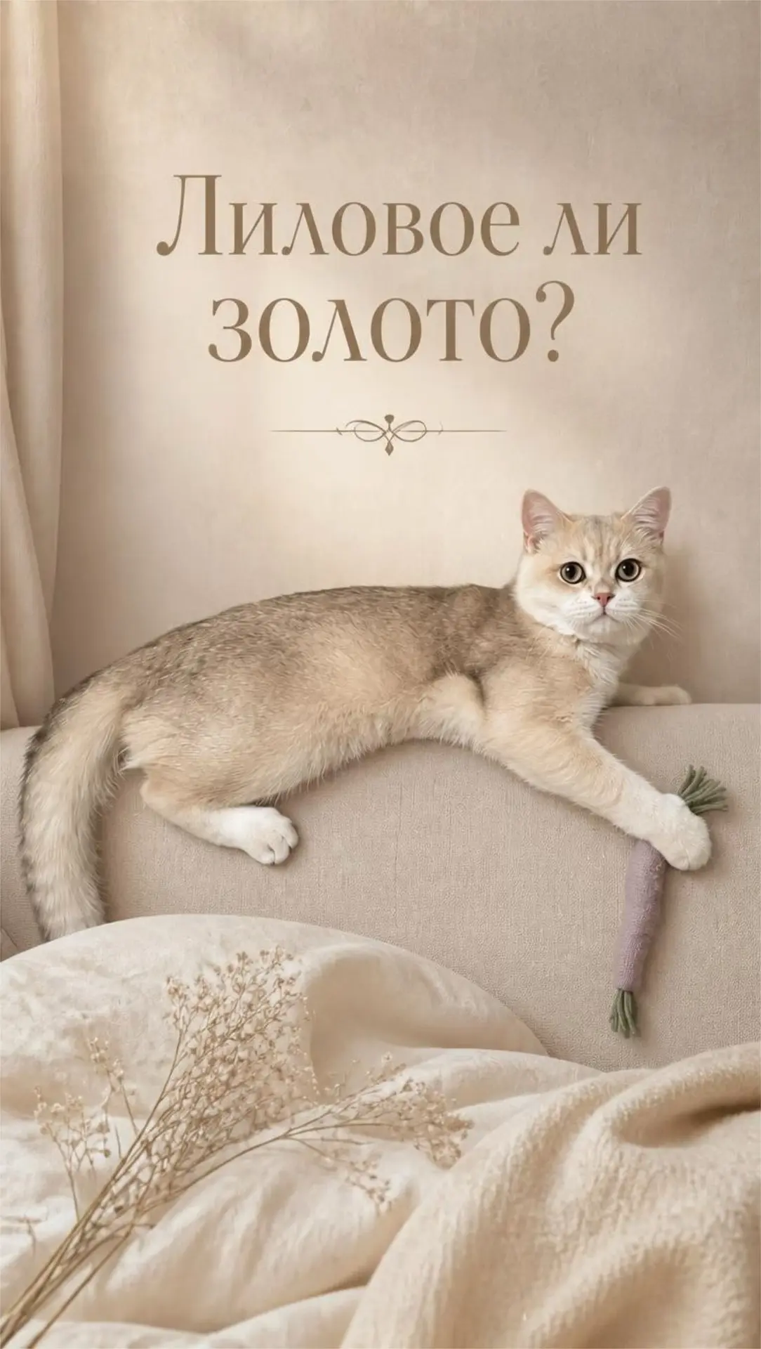 Мы специально встали возле окна, чтобы хорошо был виден окрас 🐈 Документов у нас нет, поэтому Пушок
