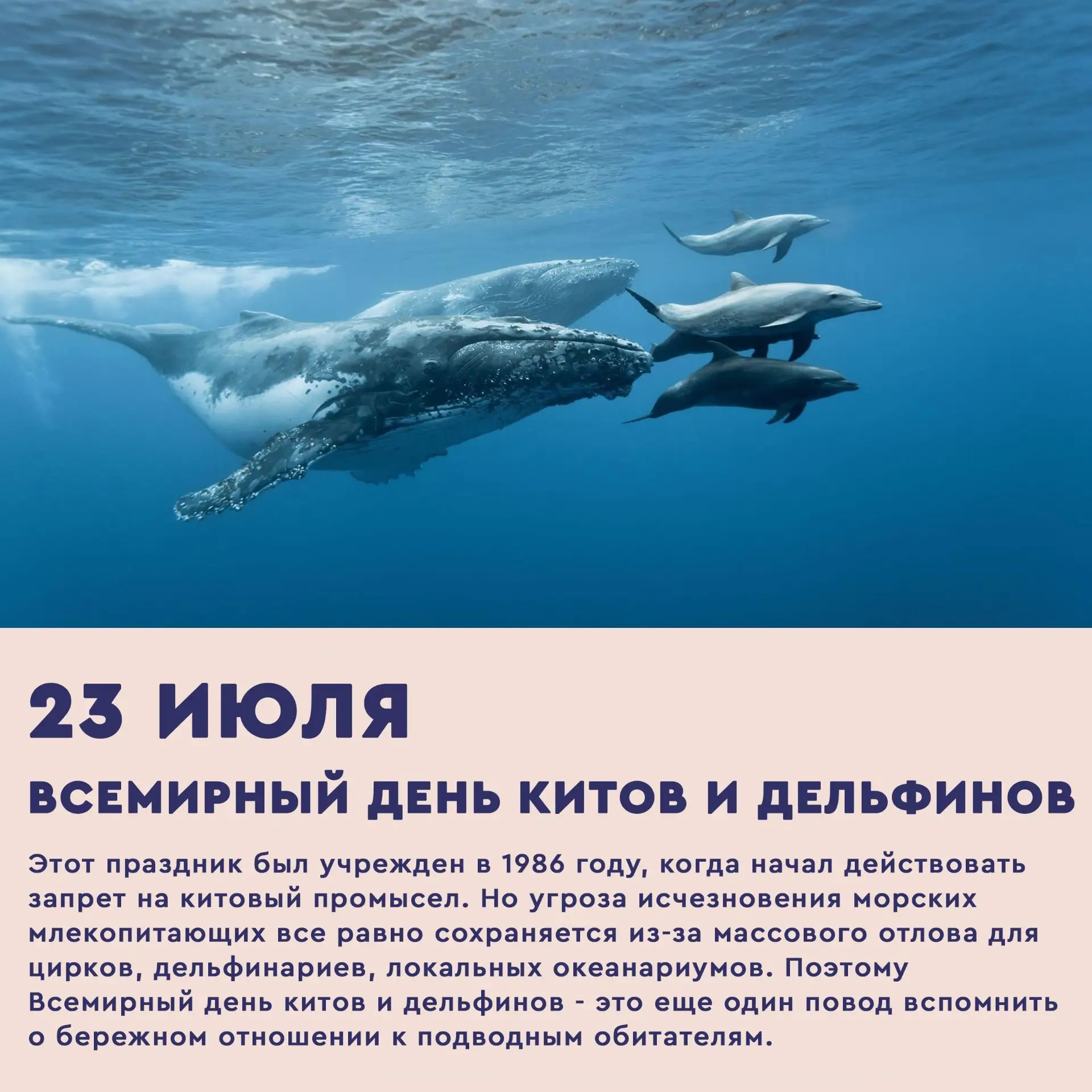 📅 Сегодня, 23 июля, Всемирный день китов и дельфинов!

Этот день был учрежден для привлечения внима
