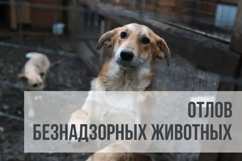 Уважаемые жители Стародубского муниципального округа!

Администрация Стародубского муниципального ок