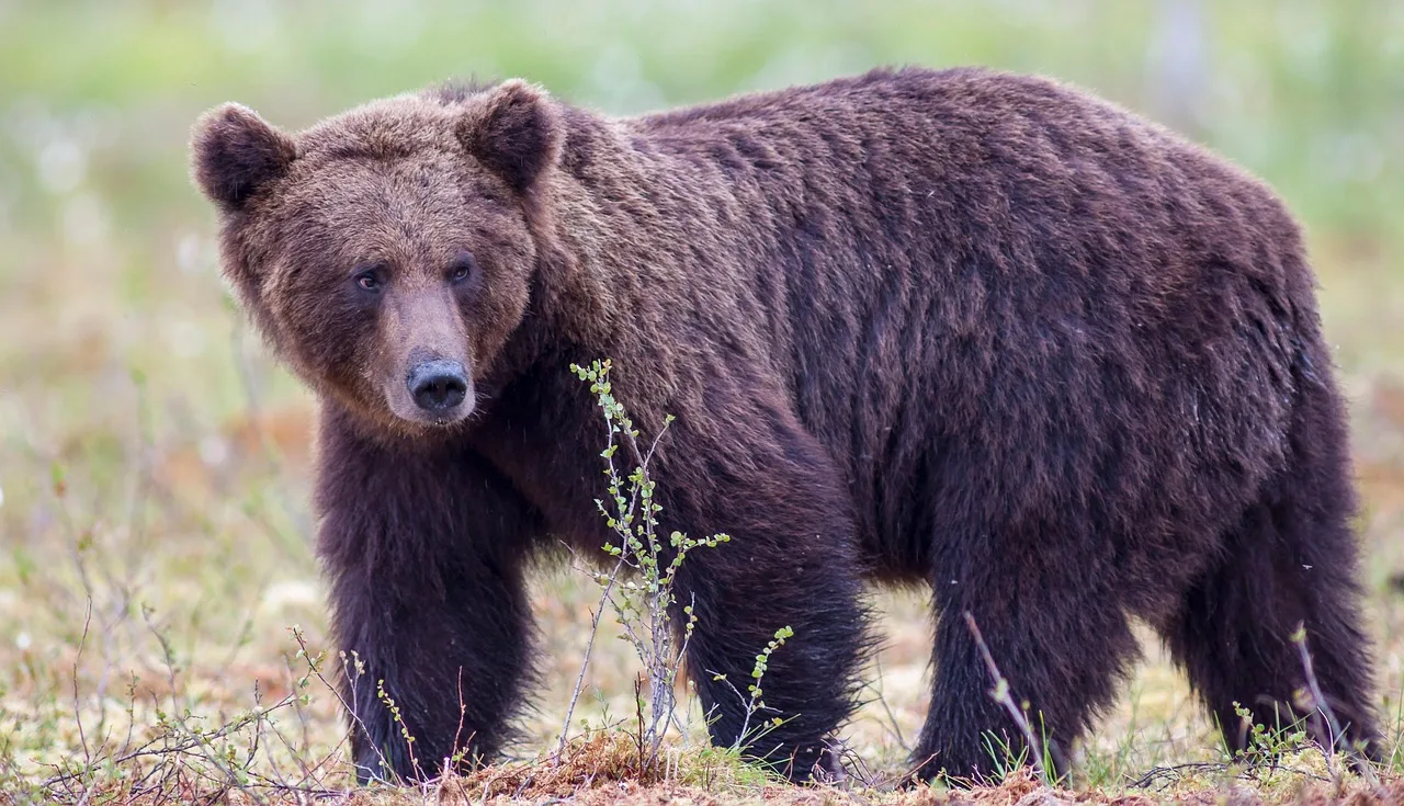 🐻В Красноярском крае ликвидировали больше 700 медведей на фоне участившихся случаев на...