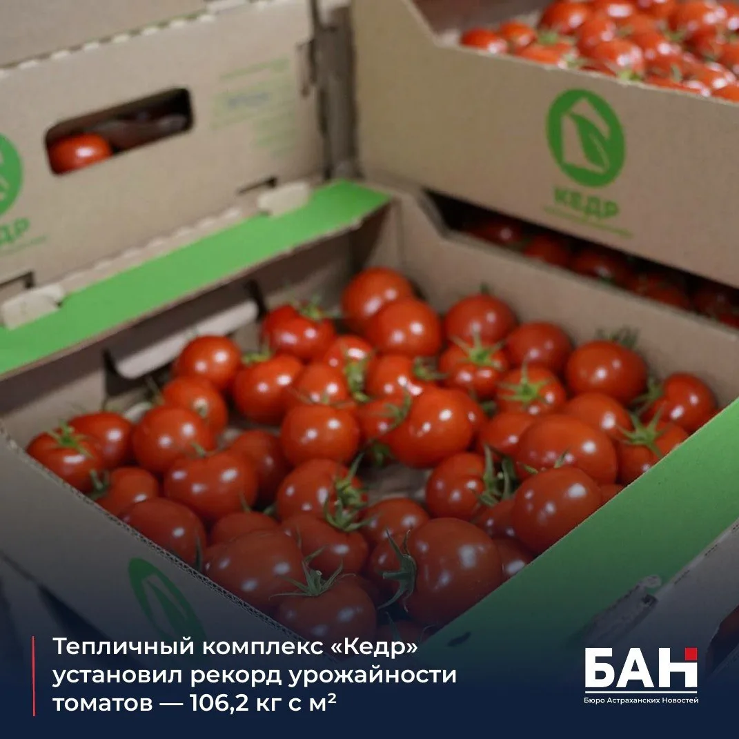 🍅В тепличном комплексе «Кедр» в Астраханской области зафиксировали новый показатель урожайности: с 