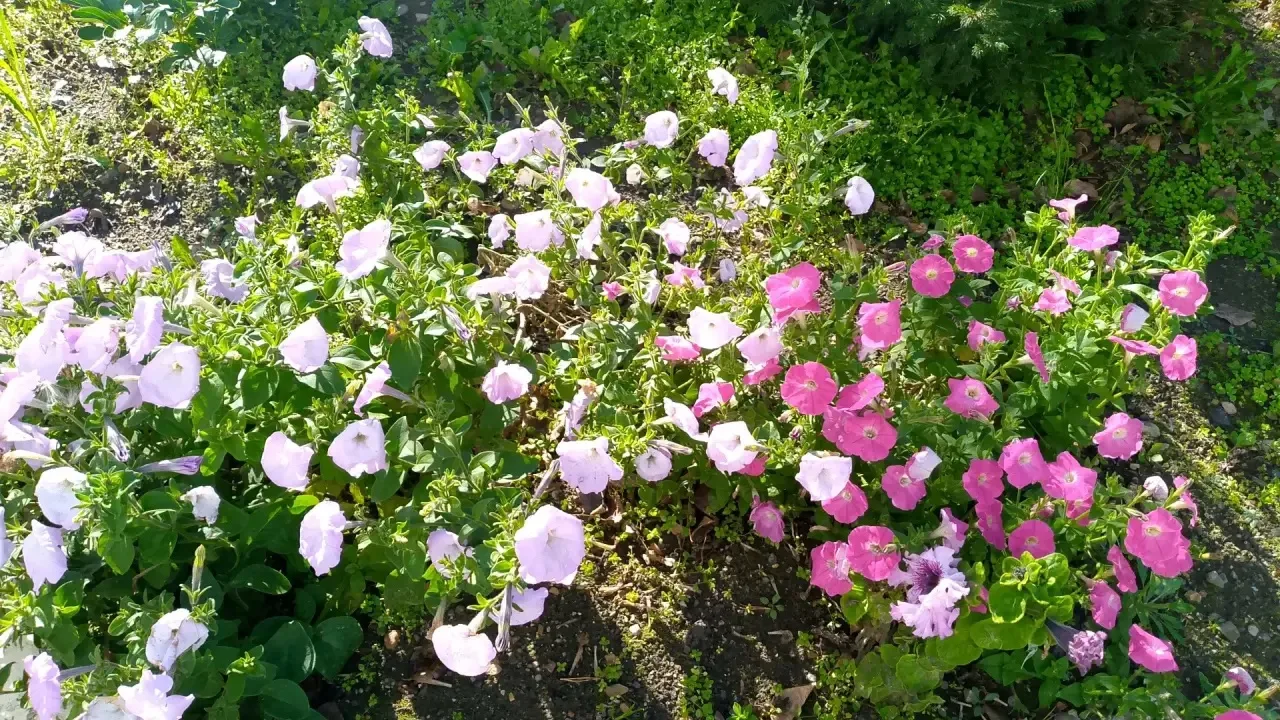 🌻👋 Кусочек уходящего лета, бережно сохранённый на наших школьных клумбах. 🌺