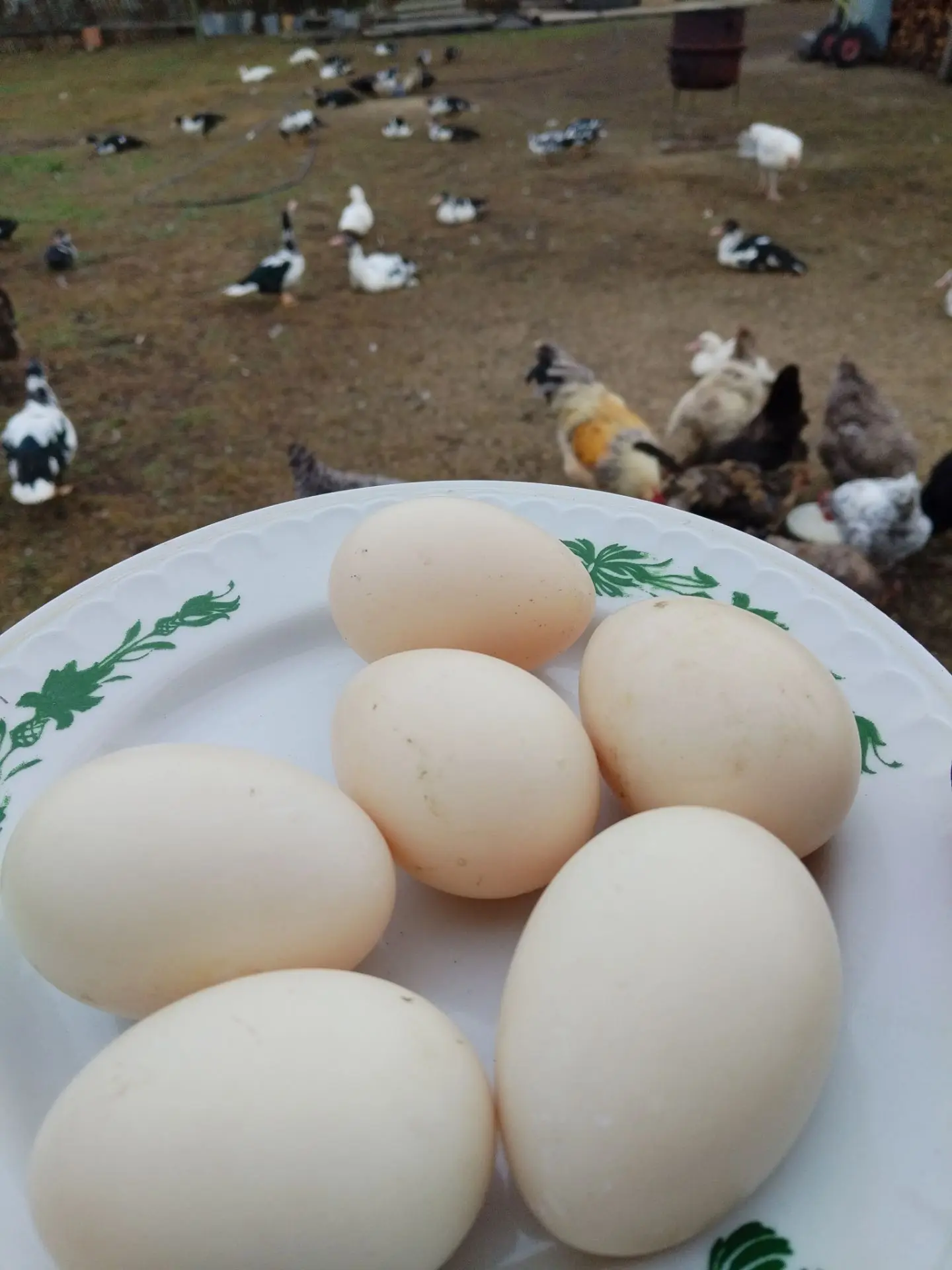 Утки 🦆🦆🦆 занесли яйца